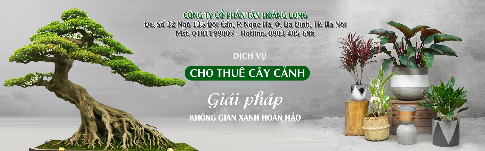 Cho thuê cây cảnh