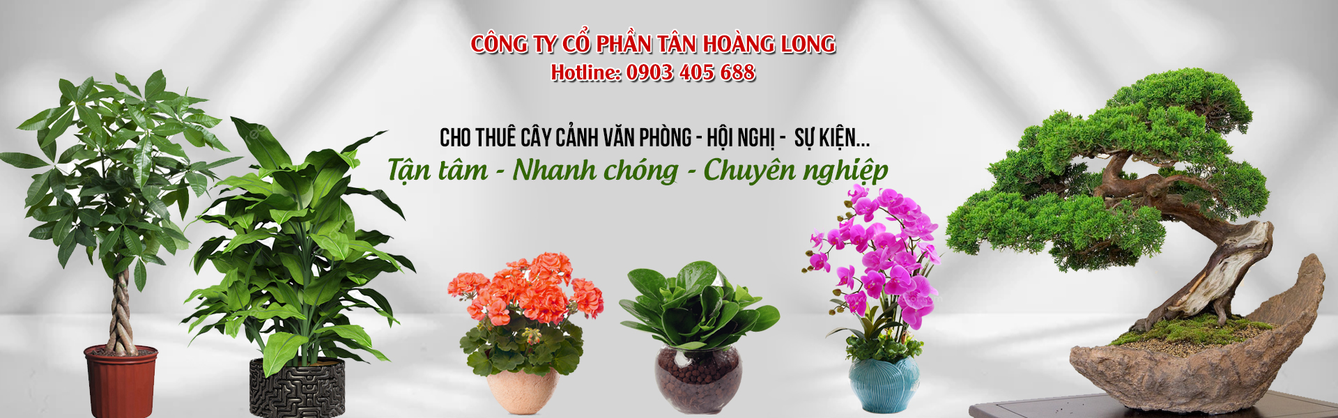 Tư vấn và cho thuê cây cảnh